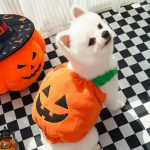 Disfraz De Perro Calabaza Tallas M Y L Halloween - Imagen 9