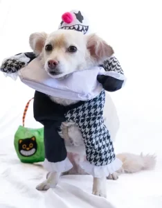 Disfraz Payaso Halloween Perro Pequeña Mediana - Imagen 7