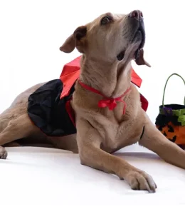 Disfraz Perro Drácula Capa Vampiro Halloween - Imagen 8