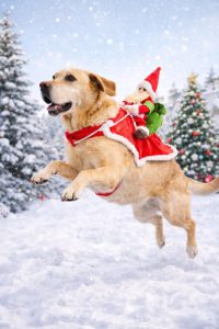 Disfraz Perro Pascuero Raza Grande Mediano Navidad - Imagen 4