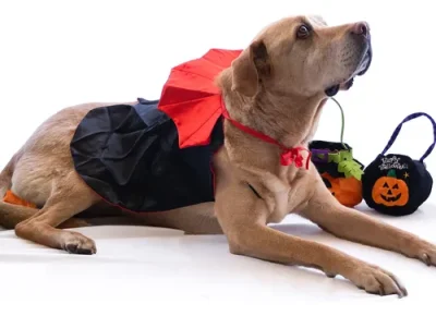 Disfraz Perro Drácula Capa Vampiro Halloween - Imagen 7