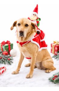 Disfraz Perro Pascuero Raza Grande Mediano Navidad - Imagen 2