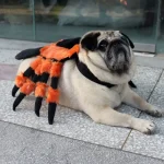 Disfraz De Perro Tarantula Naranja Negra Halloween - Imagen 9