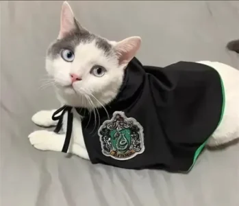 Disfraz Completo De Harry Potter Gatos Y Perros - Imagen 4