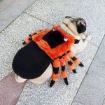 Disfraz De Perro Tarantula Naranja Negra Halloween - Imagen 7
