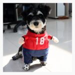 Disfraz De Futbolista Para Perro Halloween Camiseta Roja - Imagen 2