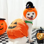 Disfraz De Perro Calabaza Tallas M Y L Halloween