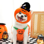 Disfraz De Perro Calabaza Tallas M Y L Halloween