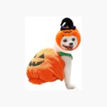 Disfraz De Perro Calabaza Tallas Xs Y S Halloween Fiestas