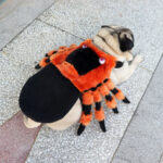 Disfraz De Perro Tarantula Naranja Negra Halloween