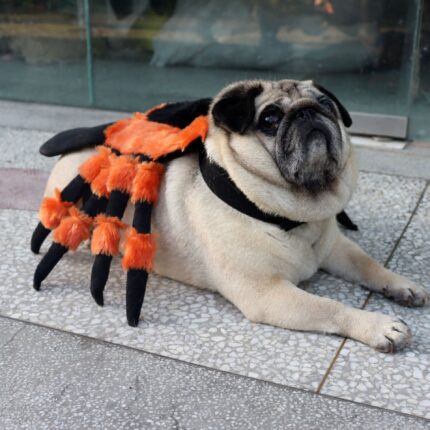 Disfraz De Perro Tarantula Naranja Negra Halloween