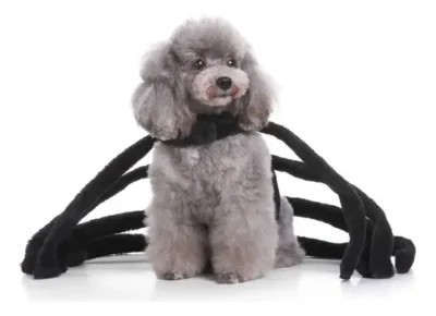 Disfraz De Tarantula Negra Gigante Para Perro Halloween