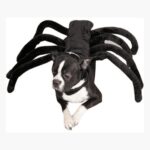Disfraz De Tarantula Negra Gigante Para Perro Halloween