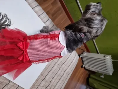 Disfraz Gótico Perro Raza Mediana Halloween Rojo O Negro