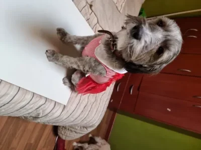 Disfraz Gótico Perro Raza Mediana Halloween Rojo O Negro