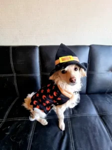 Disfraz Para Perro O Gato Bruja/hechicero/brujo Halloween