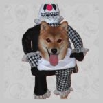 Disfraz Payaso Halloween Perro Pequeña Mediana