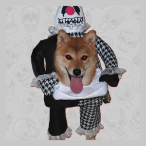 Disfraz Payaso Halloween Perro Pequeña Mediana