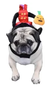 Disfraz Perro Halloween Jinete S/cabeza Cosplay