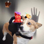 Disfraz Perro Halloween Jinete S/cabeza Cosplay