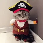 Disfraz Pirata Gato Perro Raza Pequeña Halloween Tallas