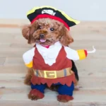 Disfraz Pirata Gato Perro Raza Pequeña Halloween Tallas