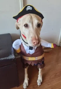 Disfraz Pirata Perro Raza Mediana Grande Halloween Tallas