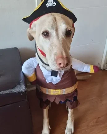 Disfraz Pirata Perro Raza Mediana Grande Halloween Tallas