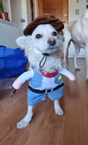 Disfraz Vaquero Gato / Perro Raza Pequeña Halloween Sheriff