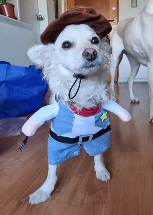 Disfraz Vaquero Gato / Perro Raza Pequeña Halloween Sheriff